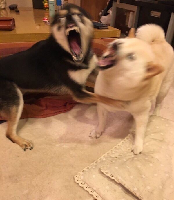 目前韩国地区畅销的手游有哪些？有什么新游要上线（截止8月26日）