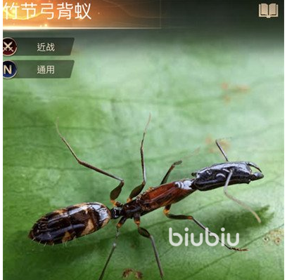 小小蚁国全运输蚁阵容怎么搭配 全运输蚁阵容搭配方法详解