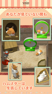 和仓鼠一起生活