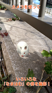 和仓鼠一起生活