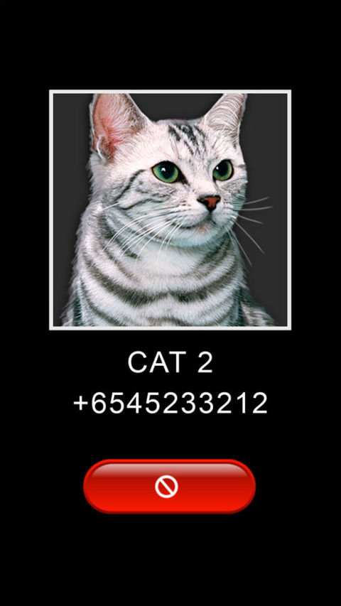 Joke Video Call to Cat